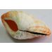 Раковина для аквариума Моллюск Тридакна (Tridacna squamosa) B